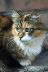 Portrait of cute domestic cat