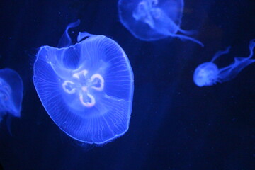 Aquarium sea life 