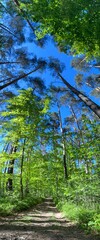 Las panorama 