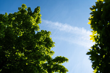 beautifully growing tree against the blue sky - ecological background
