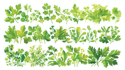 Parsley plants and herbs seamless border design han