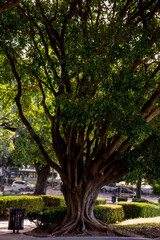 Giant trees in Buenos Aires Argentina