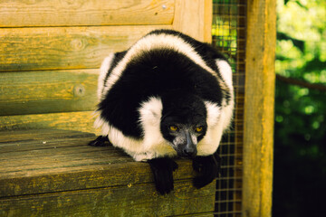 Black and white lemur © HAMZA ABU HAMMAD