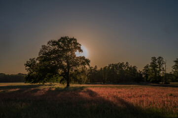 Obraz premium Ein Baum bei Sonnenuntergang