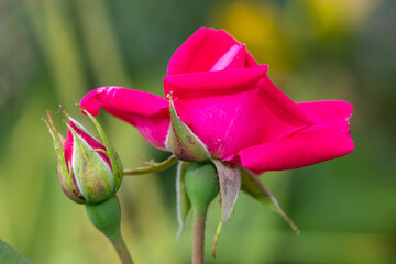 Close up of a pink rose flower in bloom