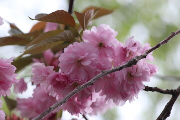 pink cherry blossoms