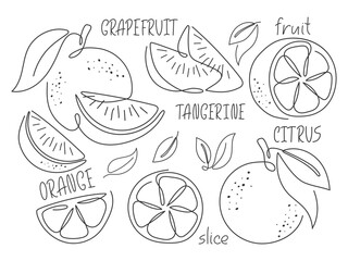 Outline sketch various sliced citrus. Black and white illustration. Abstract orange, grapefruit, tangerine. Line art design element. Ingredient for cocktail, tea, lemonade, dessert