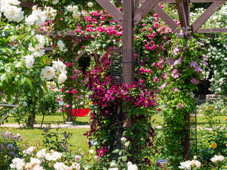 色鮮やかな花が咲く薔薇園の風景