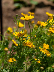 黄色い花を咲かせた春菊