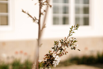 Blooming cherry tree branch close up on background of modern countryside house. Homestead...