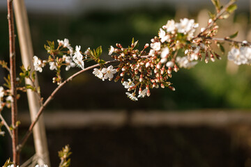 Blooming cherry tree branch close up in sunny spring garden. Homestead lifestyle. Cherry flowers in urban organic garden