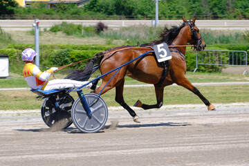 Racing horses trots and rider on a track of stadium. Competitions for trotting horse racing. Horses compete in harness racing. Horse runing at the track with rider.

