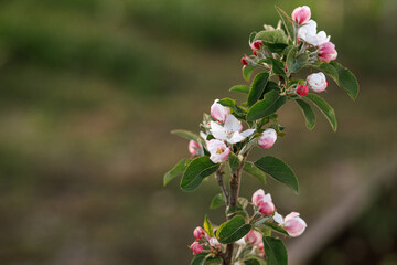 Blooming apple tree branch close up in spring garden. Homestead lifestyle. Apple pink and white flowers in urban organic garden