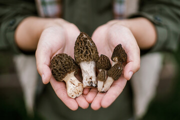Hands holding morchella mushrooms close up. True morels. Foraging Morchella esculenta. Fungi...