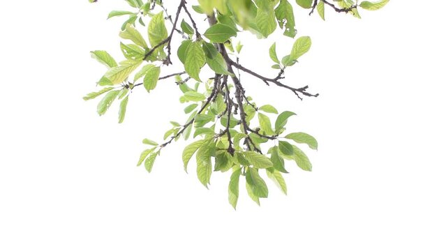 Toma horizontal de unas ramas y hojas verdes de &aacute;rbol de cerezo en un fondo blanco aislado movi&eacute;ndose por el viento 