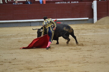 Matador with muleta and bull in the bullring. Tauromaquia. Spanish traditions.