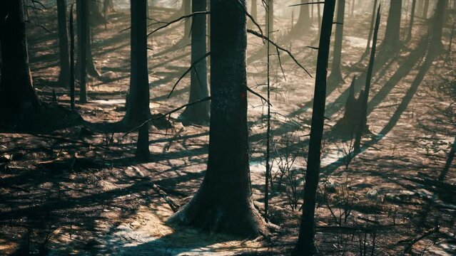 Broken trees in woods after bombing or artillery fire