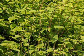 Japanese knotweed Reynoutria japonica  is an invasive non-native species of plant