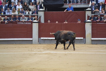 Bull on the sand in the bullring. Spanish traditions