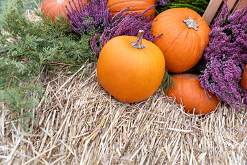 Vibrant Pumpkins and Heather Arrangement on Hay for Sale at Local Farmers Market