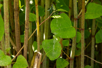 close up of stem and leaves of Japanese knotweed Reynoutria japonica which  is an invasive non-native species of plant