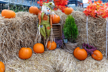Scarecrow in Straw Haystack Field with Autumn Pumpkins and Fall Leaves