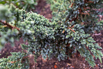 Close-up view of Blue Star Juniper shrub with silvery-blue foliage in a beautiful garden