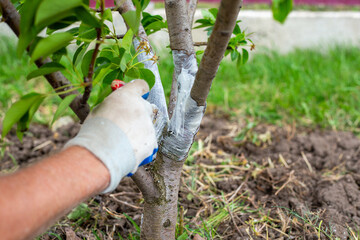 A gardener whitewashes the trunk of a young fruit tree with a brush to protect the bark from pests...