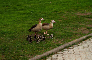 Enten Familie / Duck Family in Koblenz am Rhein