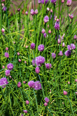chives blossom in the garden