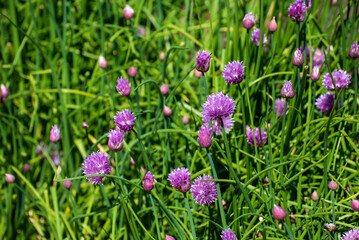 chives blossom in the garden