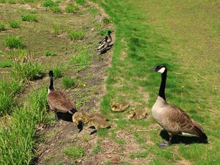 カナダガンの親子とマガモ