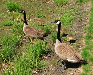カナダガンの親子