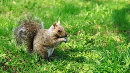 カナダの公園にいるリス