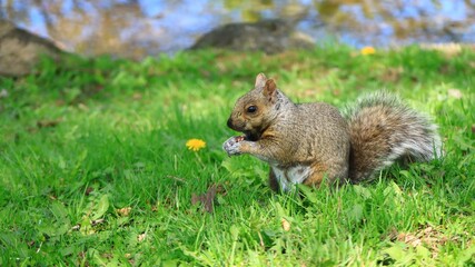 カナダの公園にいるリス