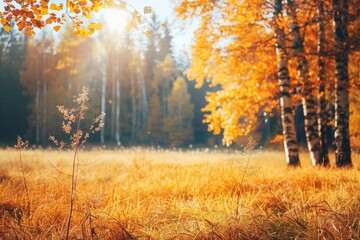 Fototapeta premium autumn forest in the morning