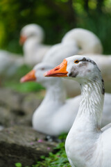 Portrait of a duck. Farm birds. Blurred background. Animal world. Agriculture. Photo for wallpaper, background, postcards, design.