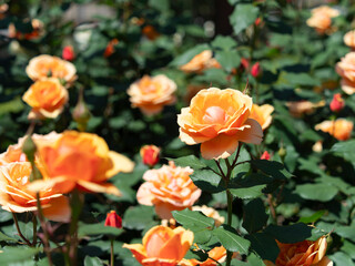 植物園に咲くオレンジ色の薔薇