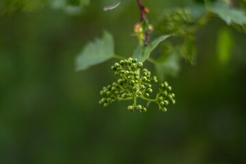 close up of leaves