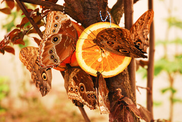  Morpho peleides and caligo memnon butterflies drink fruit juice from an orange hanging on a tree. Nutrition, food, diet of butterflies. Butterfly house.