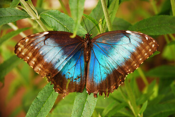 Blue morpho peleides butterfly on the background of a green tree.