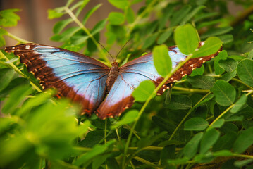 Blue morpho peleides butterfly on the background of a green tree.