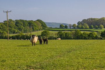 A ewe and her lambs in a field in rural Sussex, on a sunny spring day