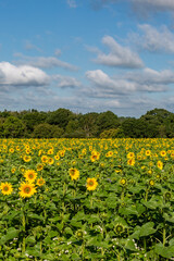 Obraz premium Looking out over an abundance of sunflowers in bloom, on a sunny day in Sussex
