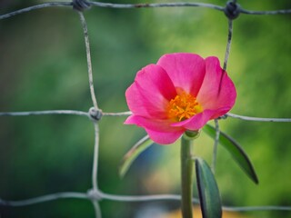 Flower on green leafed tree with wire fencing