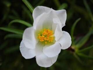 anemon with many details on the inside, with only white petals