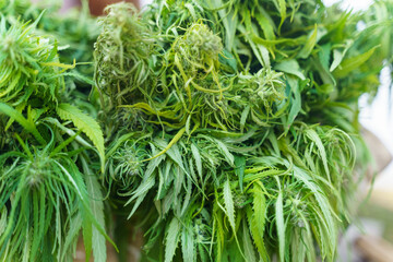 Close-Up View of Lush Green Cannabis Plants in Natural Daylight