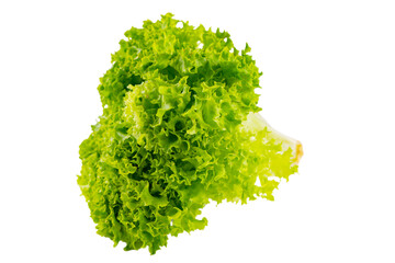 Obraz premium Lettuce organic salad, fresh green hydroponic vegetable isolated on white, transparent background. Salad leaf close up. Vegetarian food, healthy lifestyle