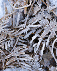 frost on the leaves
