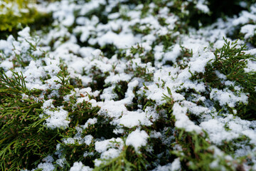 The sudden change in weather caused snow to appear on the green plants.